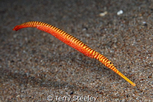 I am a mother...
— Subal underwater housing, Canon 5D mk... by Terry Steeley 